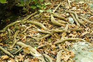 kahle Wurzeln von Bäumen, die im Herbst in felsigen Klippen und abgefallenen Blättern aus dem Boden ragen foto