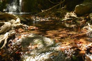 Ein Bach, der durch die kahlen Wurzeln von Bäumen in einer felsigen Klippe und gefallenen Herbstblättern fließt foto