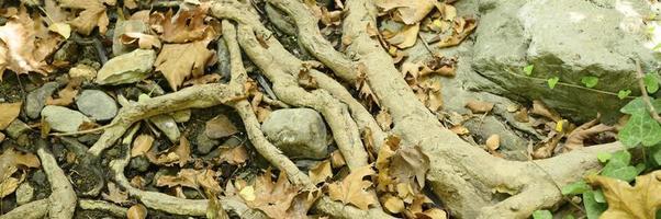 kahle Wurzeln von Bäumen, die im Herbst in felsigen Klippen und abgefallenen Blättern aus dem Boden ragen foto