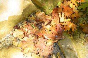 Haufen nasser gefallener Herbstahornblätter im Wasser und in den Felsen foto