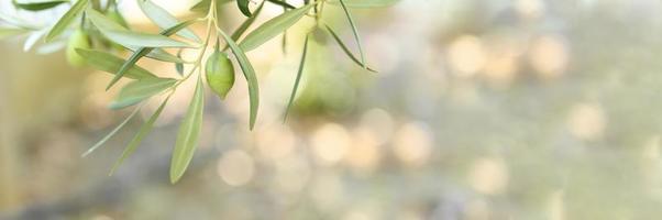 grüne Oliven, die auf einem Olivenbaumzweig im Garten wachsen foto