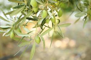 grüne Oliven, die auf einem Olivenbaumzweig im Garten wachsen foto