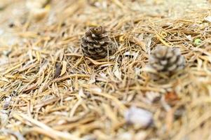 Haufen trocken verdorrter Herbstblätter von Olivenbäumen und Tannenzapfen foto