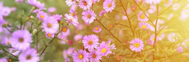 Herbstblumen Aster novi-belgii in lebendiger hellvioletter Farbe in voller Blüte im Garten foto