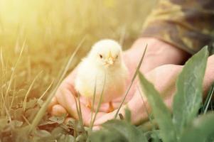 niedliches kleines winziges neugeborenes gelbes Küken in den männlichen Händen des Bauern auf grünem Grashintergrund foto