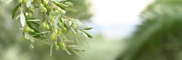 grüne Oliven, die auf einem Olivenbaumzweig im Garten wachsen foto