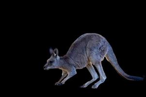 östlichen grau Känguru auf ein schwarz Hintergrund foto