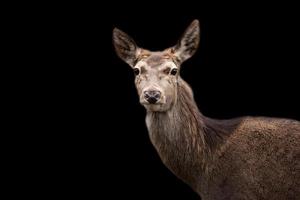 rot Hirsch ein Porträt foto