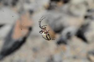 Nahansicht von ein Spinne foto