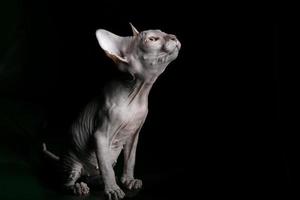 Sphynx Kätzchen. schön kahl Katze auf ein dunkel Hintergrund. ein ungewöhnlich Tier von ein Selten züchten. foto