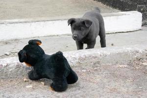 komisch Straße Hündchen mit ein Spielzeug Hund. foto