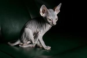 Sphynx Kätzchen. schön kahl Katze auf ein dunkel Hintergrund. ein ungewöhnlich Tier von ein Selten züchten. foto