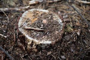 alt Stumpf im Sägespäne. foto