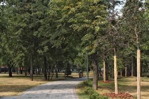 Grün Bäume im Stadt Park. Fußgänger Zone zum gehen. städtisch Planung, Öffentlichkeit Raum Konzept. Stadt, Dorf Erholung Bereich. die Architektur Design komfortabel Garten. Fußweg Weg foto