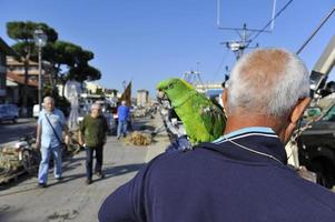 Cervia, Ravenna Provinz, Italien Juni 06, 2014. Gehen entlang das Kanal Hafen im Cervia, ich getroffen diese Gentleman mit ein Papagei auf seine Schulter. Gelegenheit war gut zum ein wenige Fotografien. foto