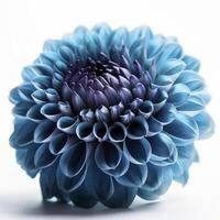 Blau Dahlie Blume auf Weiß Hintergrund, erstellt mit generativ ai foto