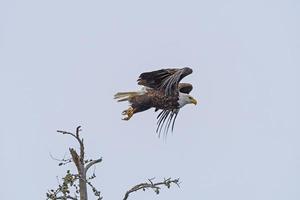 kahl Adler fliegend durch das Nebel foto