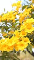 Allamanda kathartica Gelb Blume im das Garten auf verwischen Hintergrund foto