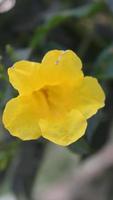 Allamanda kathartica Gelb Blume im das Garten auf verwischen Hintergrund foto