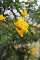 Allamanda kathartica Gelb Blume im das Garten auf verwischen Hintergrund foto