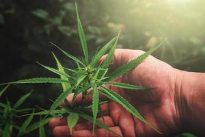 Hand halten Cannabis Blatt im Bauernhof mit Sonnenuntergang foto