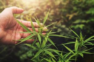 Hand halten Cannabis Blatt im Bauernhof mit Sonnenuntergang foto