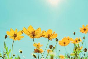 Gelb Blume Kosmos blühen mit Sonnenschein und Blau Himmel Hintergrund foto