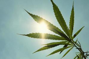 Cannabis Blatt gegen und Sonne Blau Himmel Hintergrund foto