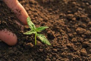 Hand Pflanzen von Cannabis im das Garten mit Sonnenschein foto