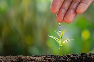 Hand von Farmer Bewässerung zu klein Pflanze im Garten mit Sonnenschein Hintergrund foto