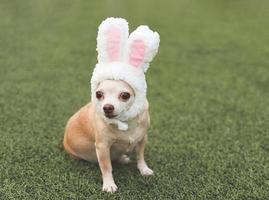 Chihuahua Hund gekleidet oben mit Ostern Hase Kostüm Stirnband Sitzung auf Grün Gras. foto