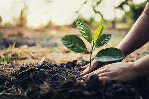 Baum im Garten pflanzen. Konzept retten Welt grüne Erde foto