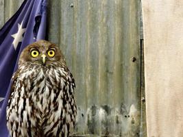 australische einheimische Vogel bellende Eule foto