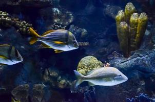 schön unter Wasser Aussicht mit Fische foto