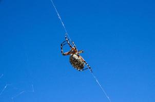 Nahansicht von ein Spinne foto