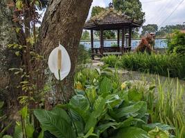 Weiss, Blau und rot dekorativ Blume auf das zurück Hof Garten. das Foto ist geeignet zu verwenden zum Natur Hintergrund und Inhalt Medien.