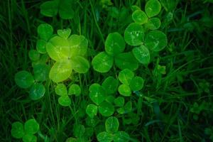Grün Kleeblatt Blätter Hintergrund mit etwas Teile im Fokus foto