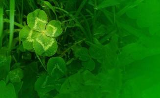 Grün Kleeblatt Blätter Hintergrund mit etwas Teile im Fokus foto