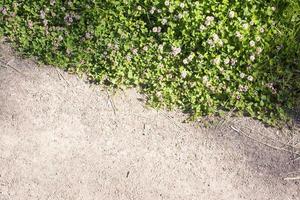 Farbe Foto von ein Feld von Kleeblatt im Gras