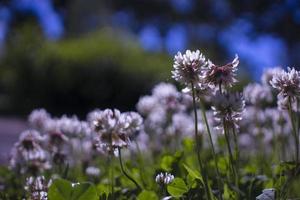 Blumen Wiese lila Sommer- Blühen foto