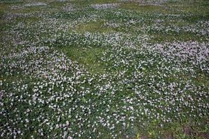 Farbe Foto von ein Feld von Kleeblatt im Gras