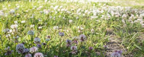 das Blumen von Kleeblatt Blühen im ein Garten. foto