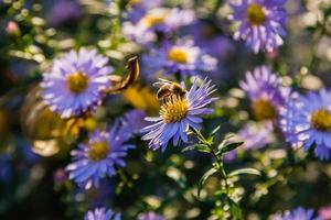 Feldblumen, auf denen Insekten und Bienen aus nächster Nähe sitzen foto