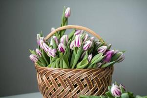 gestreift lila Flamen Flagge Tulpen sind auf das Tabelle im ein Korb. Strauß von Blumen foto