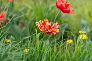 rot Frottee Tulpen haben blühte foto