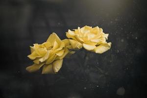 Gelb Rose im das Sommer- Garten auf ein dunkel Hintergrund foto