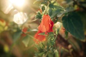 Hibiskus Blume auf ein Grün Baum im das warm Strahlen von das Sonne foto