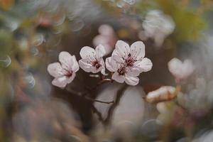 Rosa Blumen auf ein Kirsche Baum im Frühling im das warm Strahlen von das Sonne foto