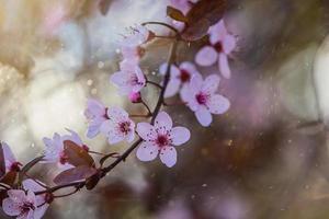 Rosa Blumen auf ein Kirsche Baum im Frühling im das warm Strahlen von das Sonne foto