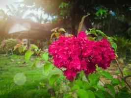 Bougainvillea Blumen zum Zier Pflanzen im das Garten mit Sonnenschein foto